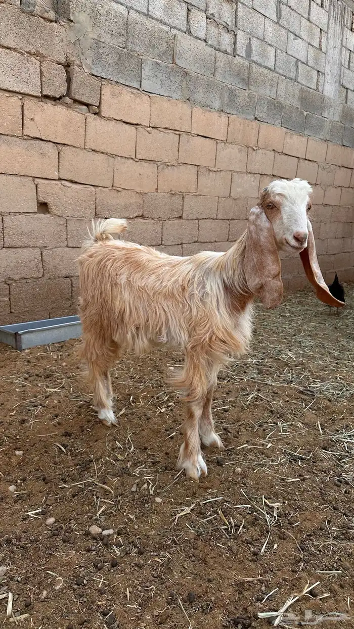 عناق طيبه العمر حول الخمس شهور 2