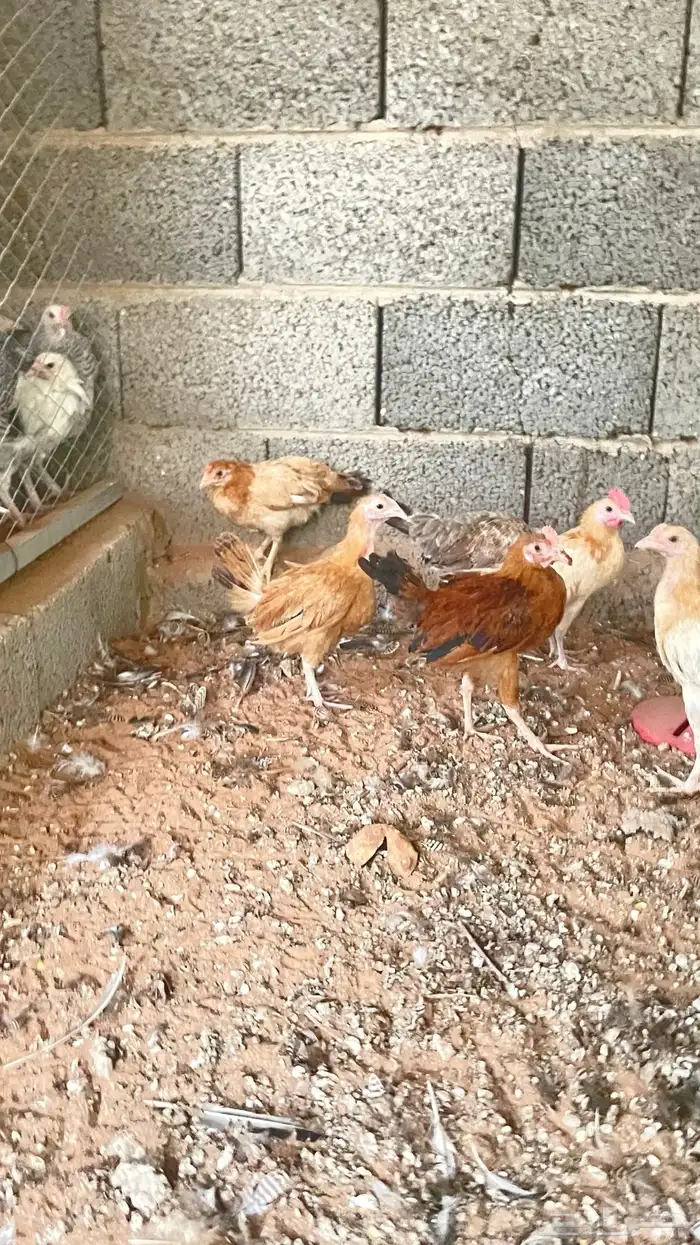 دجاج بلدي بشاير 9