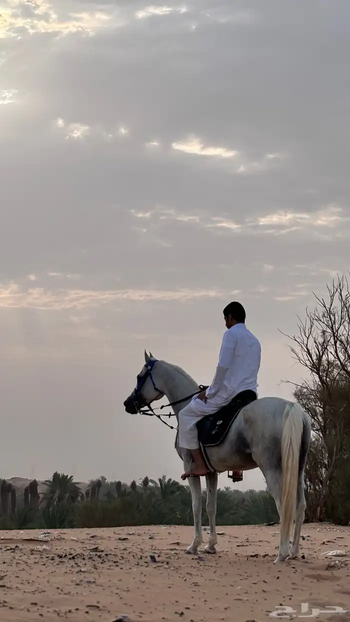 حصان واهو 1