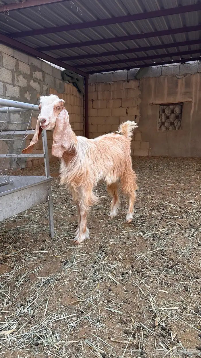 عناق طيبه العمر حول الخمس شهور 3