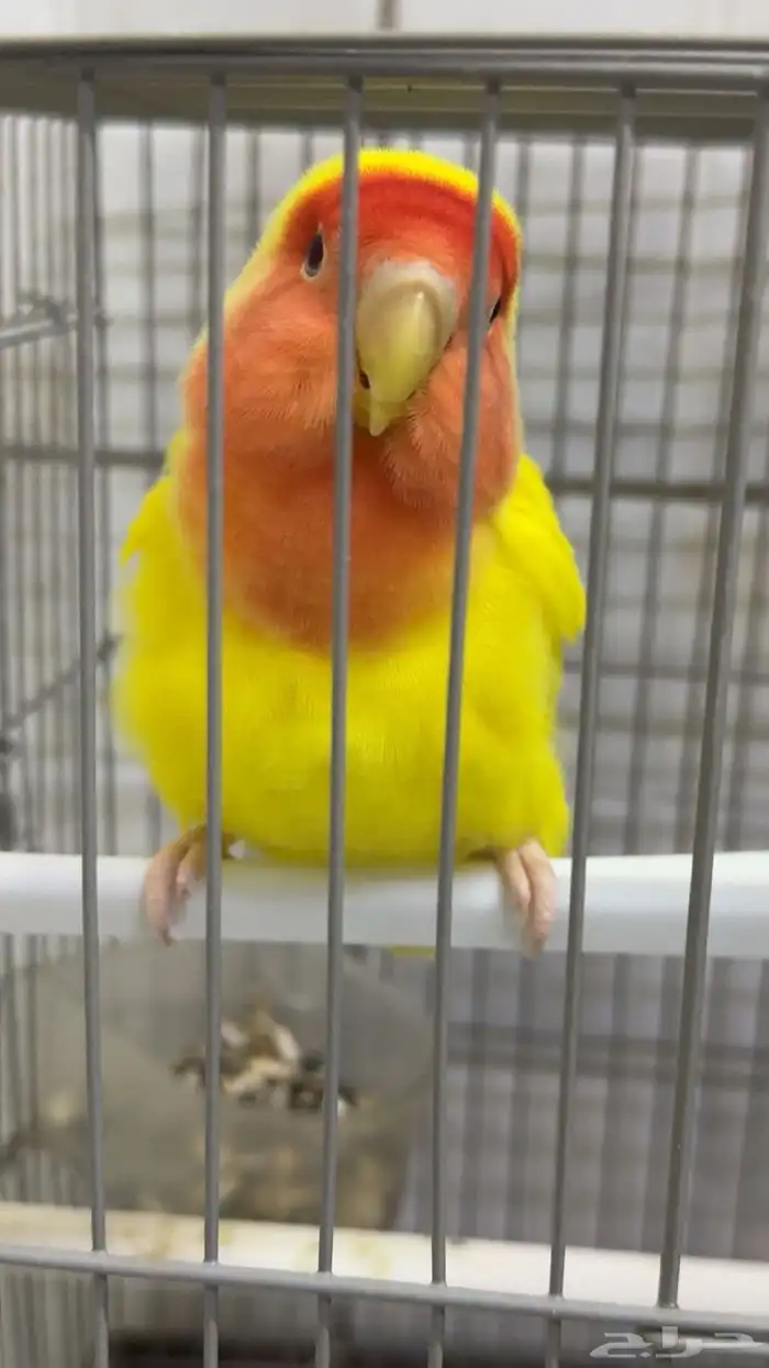 للبيع ذكر روز اليف 2