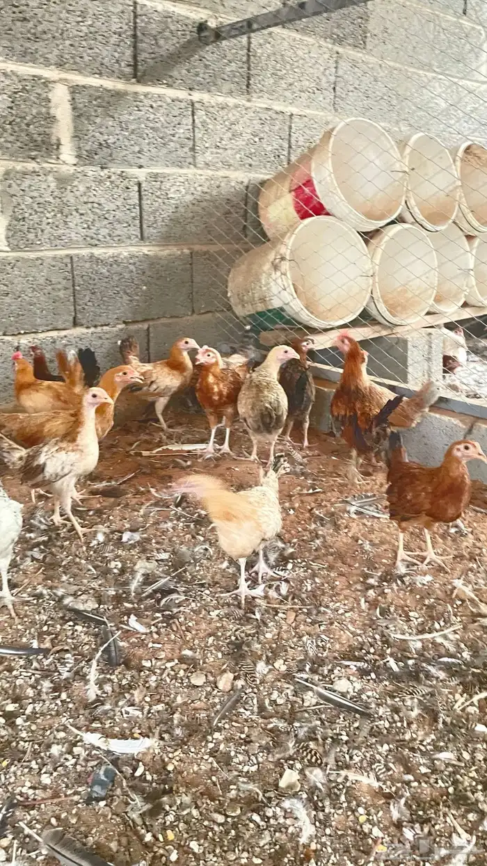 دجاج بلدي بشاير 10
