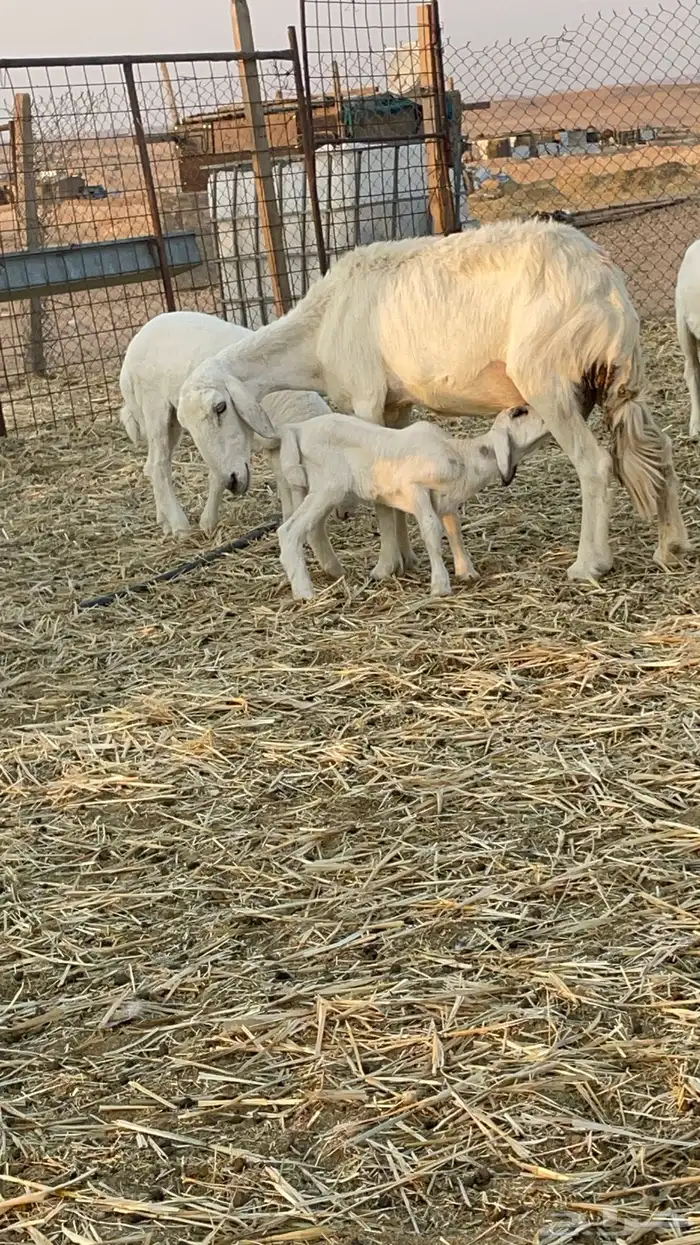 غنم حريات مراح 17