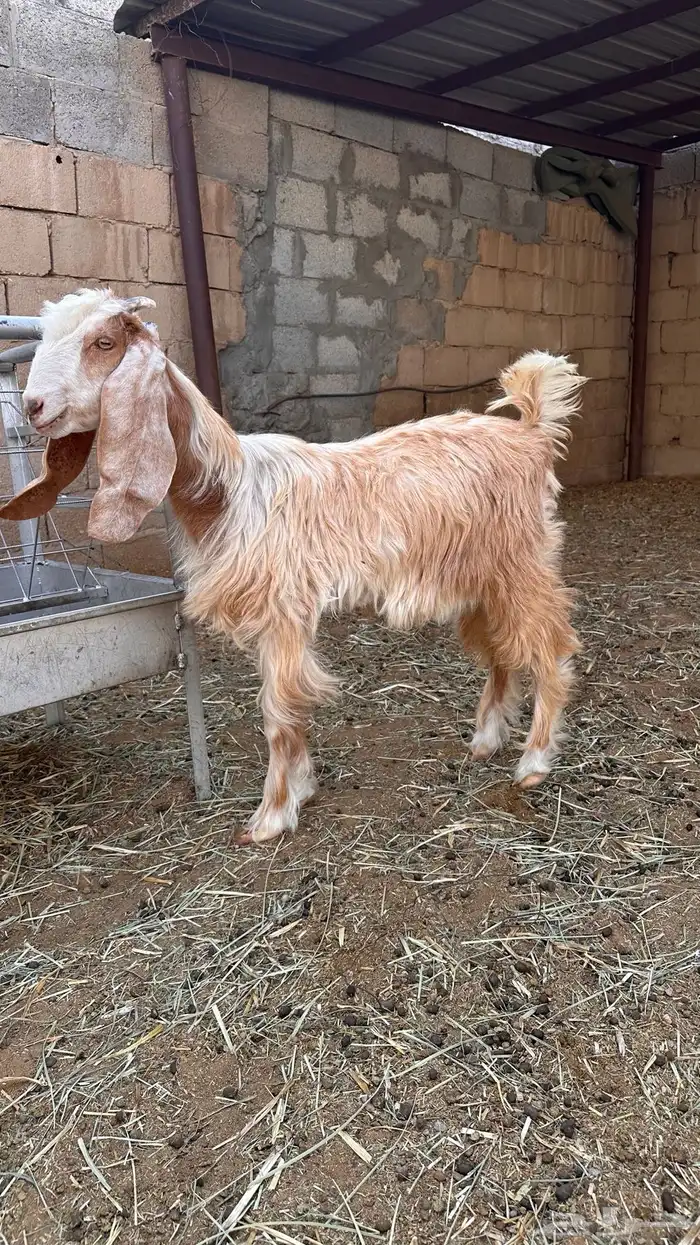 عناق طيبه العمر حول الخمس شهور 1