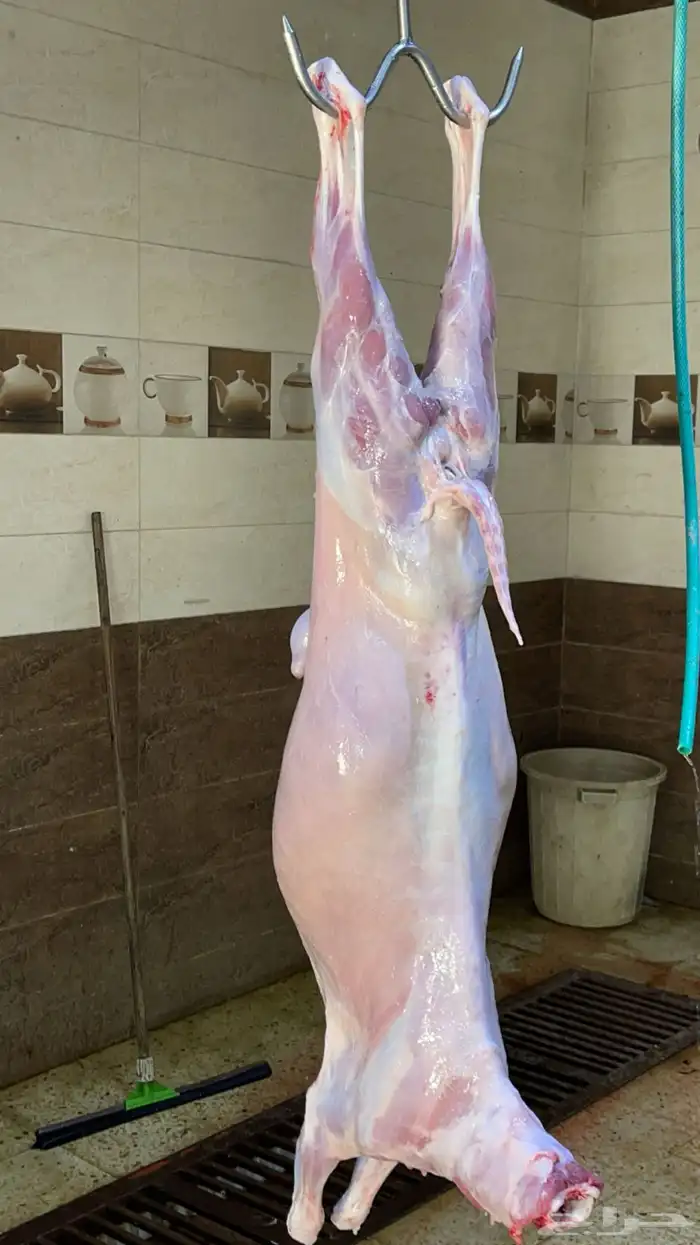ذبائح للبيع 16