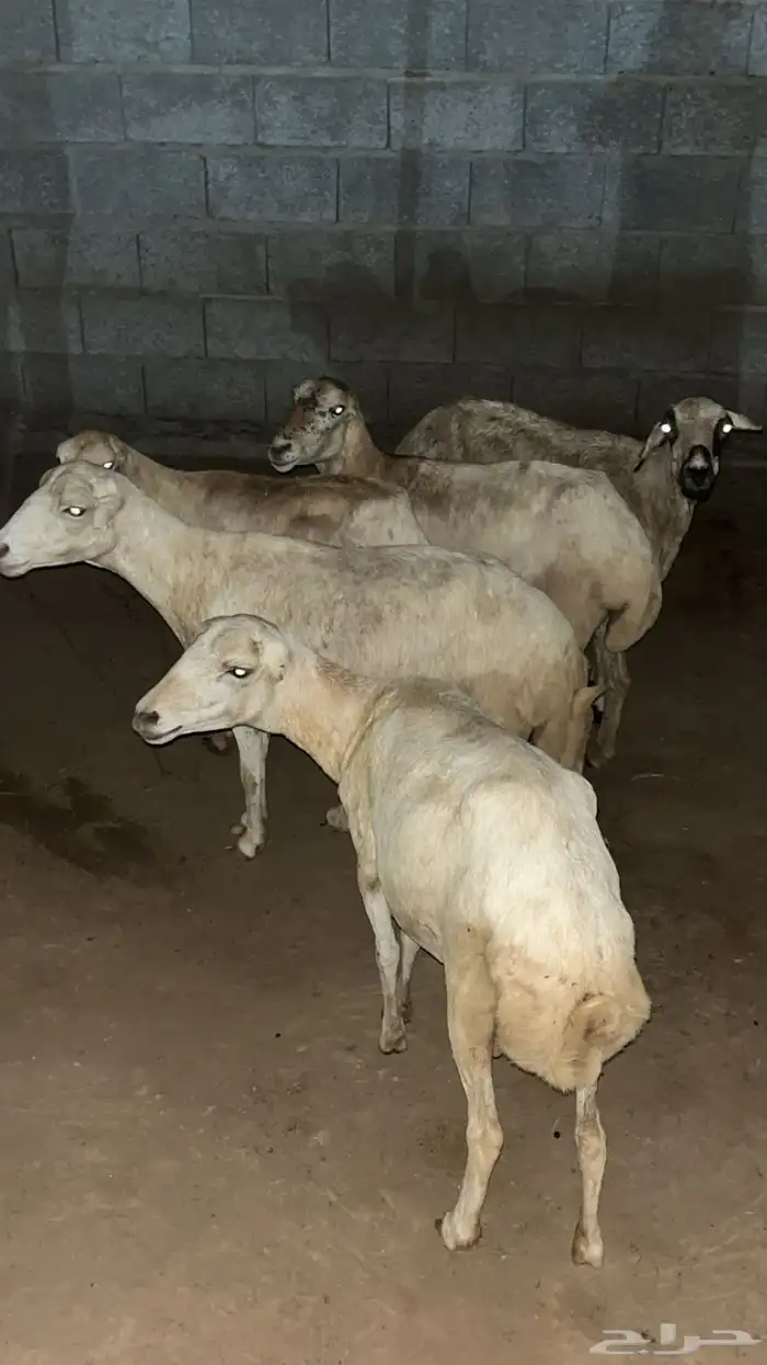 خمس ضان دوار تم البيع 1