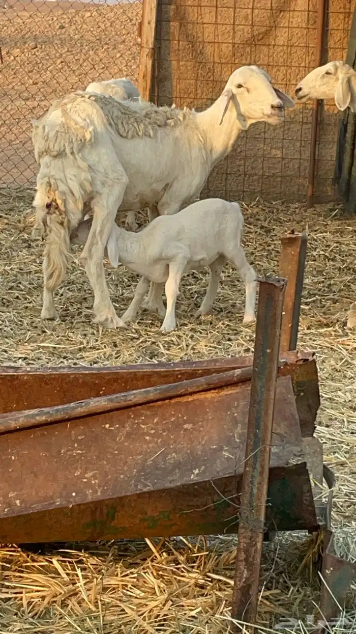 غنم حريات مراح 21