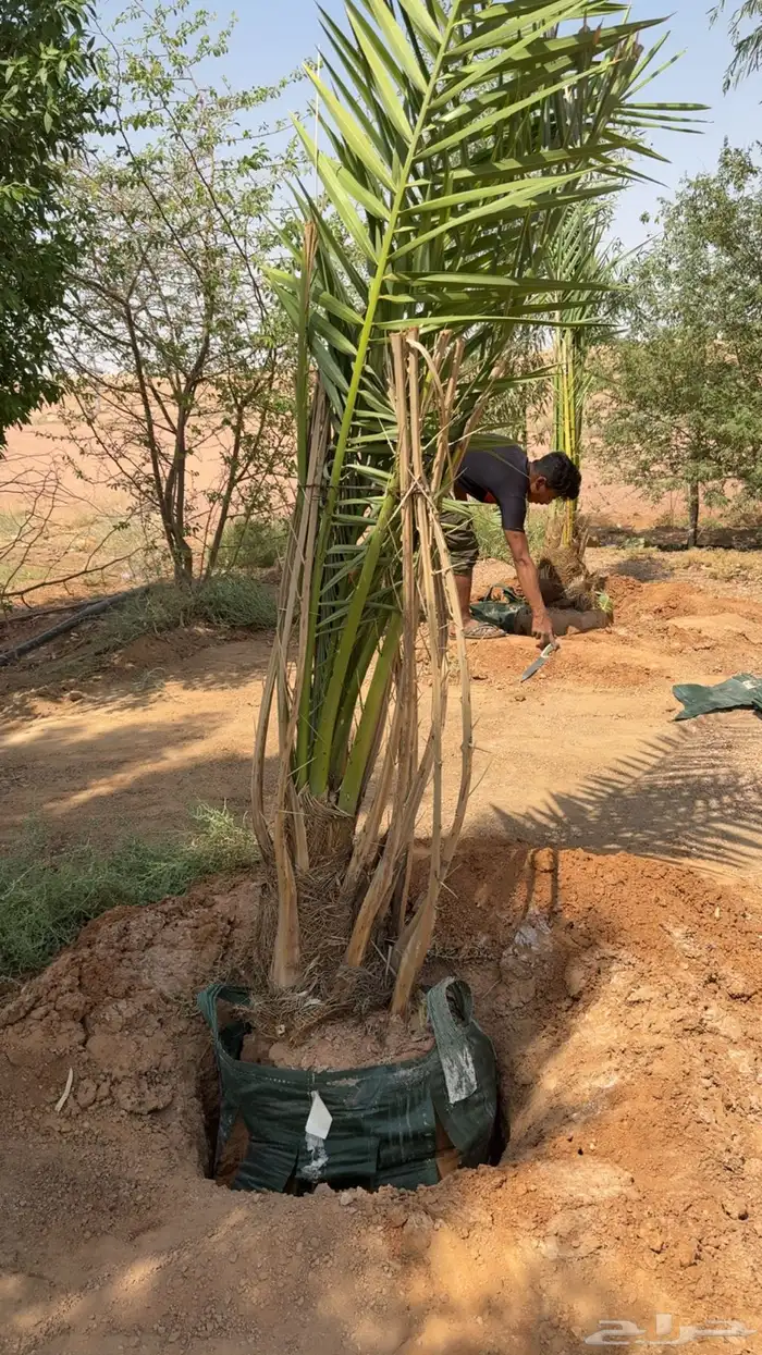 نخل خلاص فاخر مجذر 2