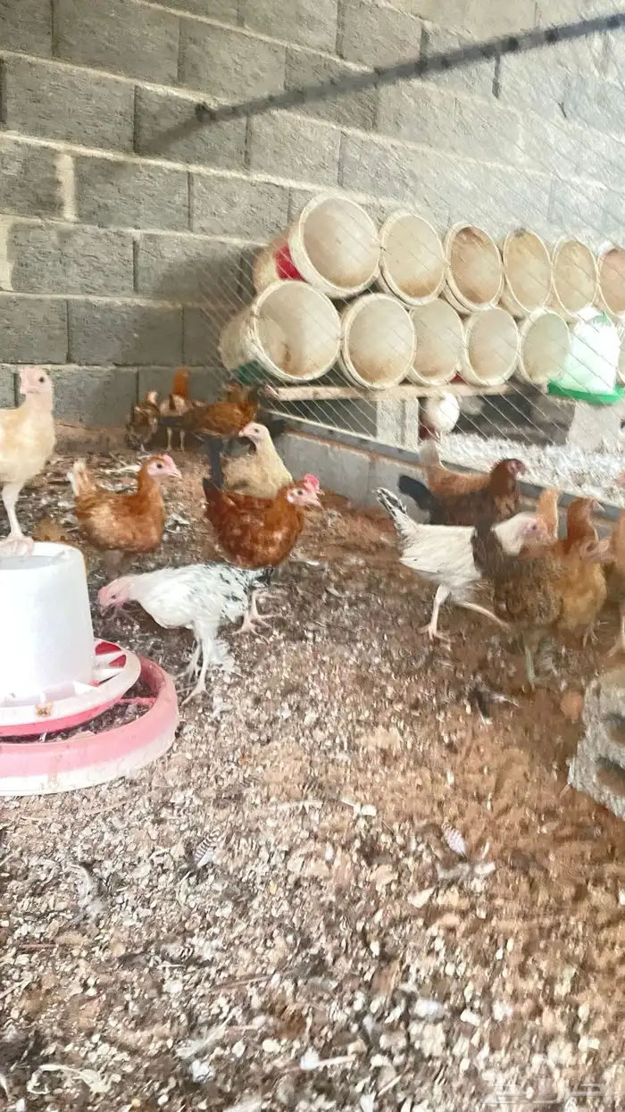 دجاج بلدي بشاير 3