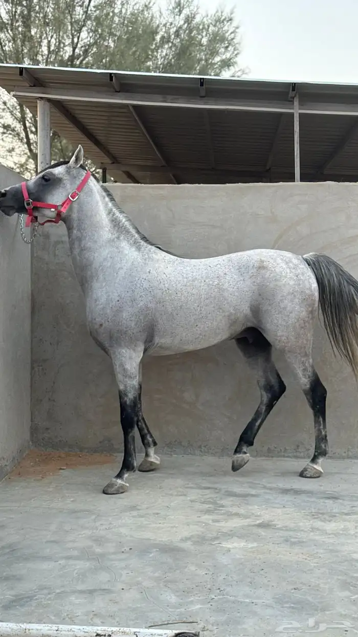 حصان واهو مكس جمال ركوب شرط من كل شي 1