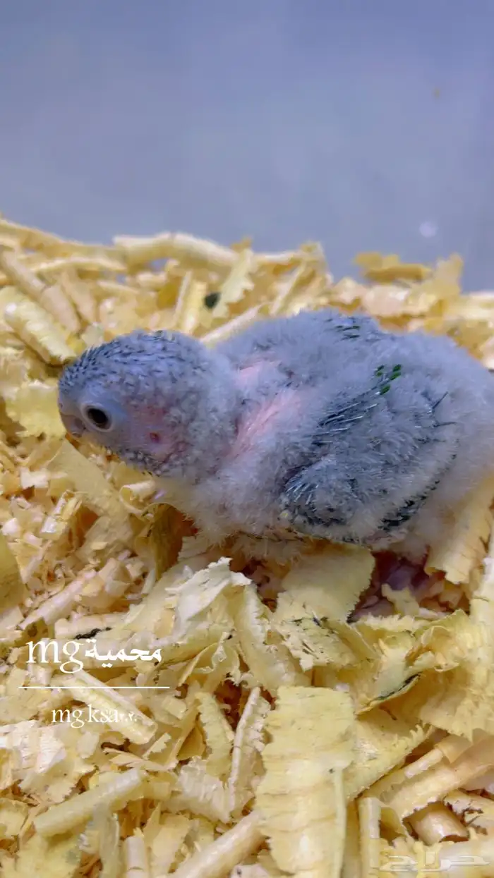 فروخ كنيور يلوسايد تم البيع خارج الموقع الله يبارك لراعية 0