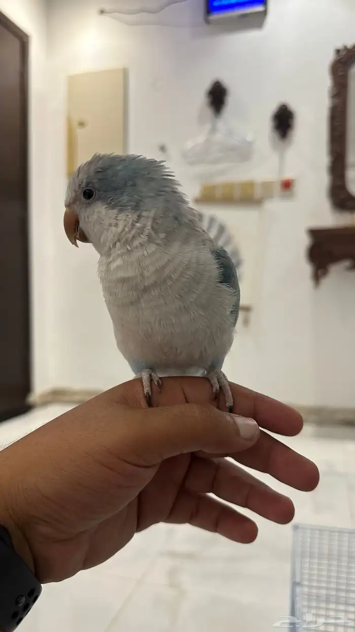 تم البيع 1