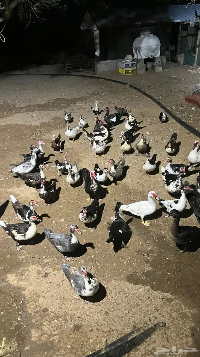 بط بلدي مع مسكوفي الصحه شرط العدد 11 ذكر و 46 أنثى 1