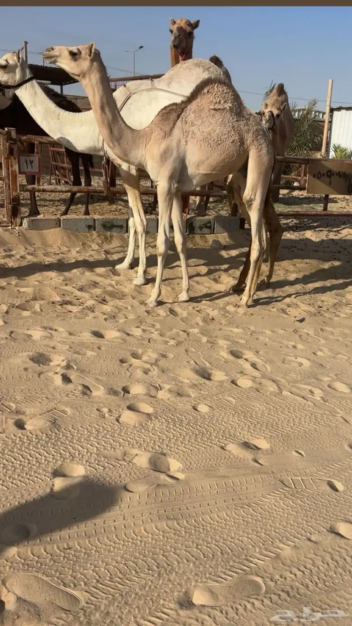 عشراء بنت قايد الجيش تحتها قعود للبيع هجن 1