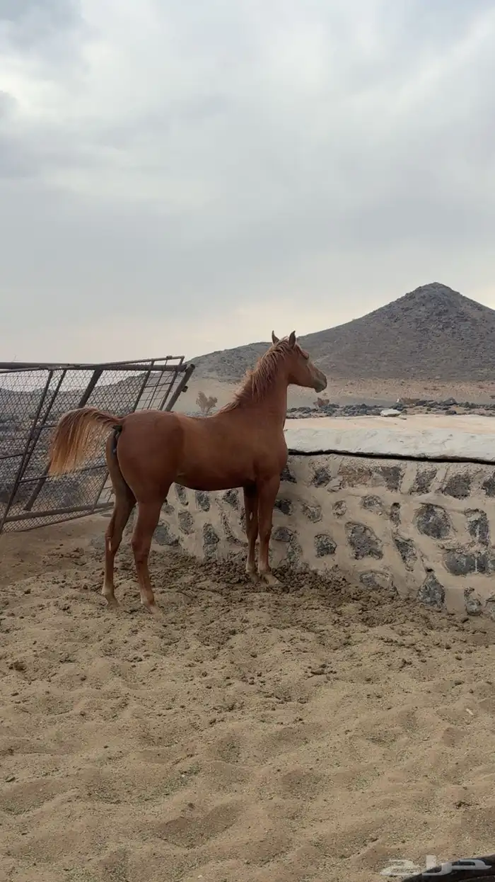 مهره شعبيه للبيع 1