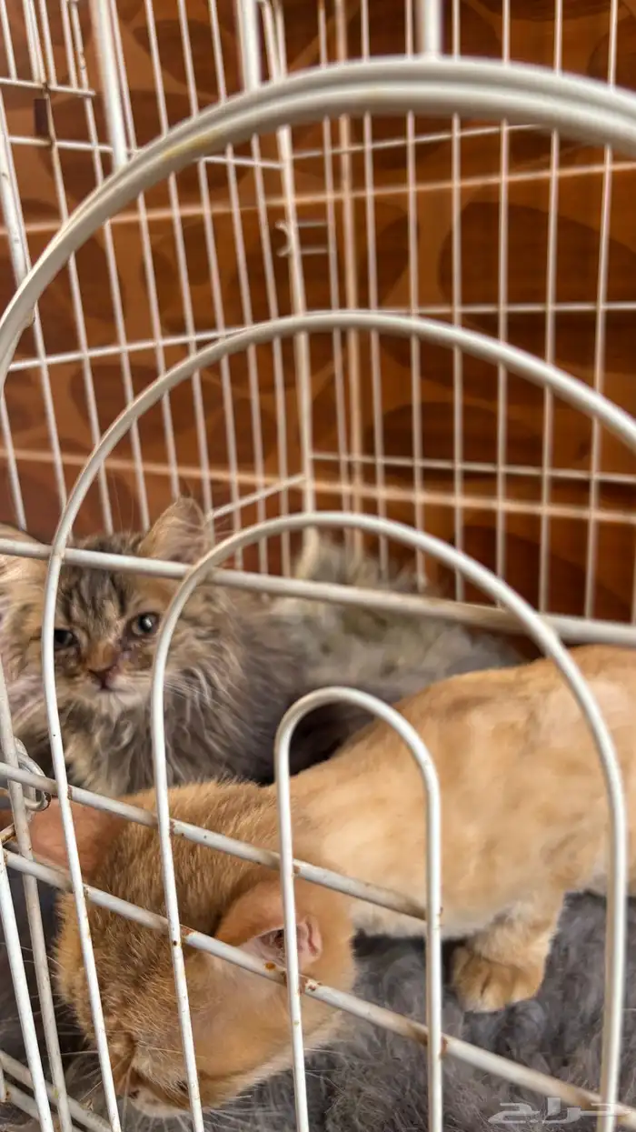 قطط سكوتش ..قطه شيرازي 2