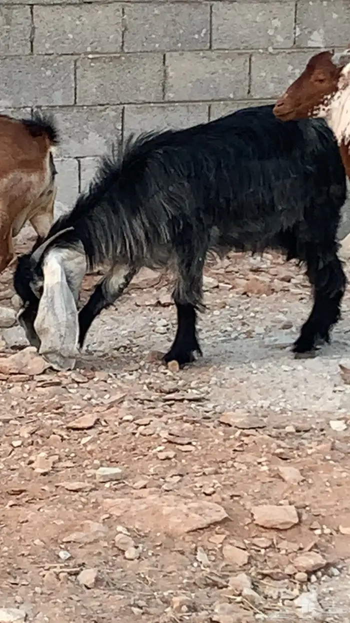 عنز ثنية 0
