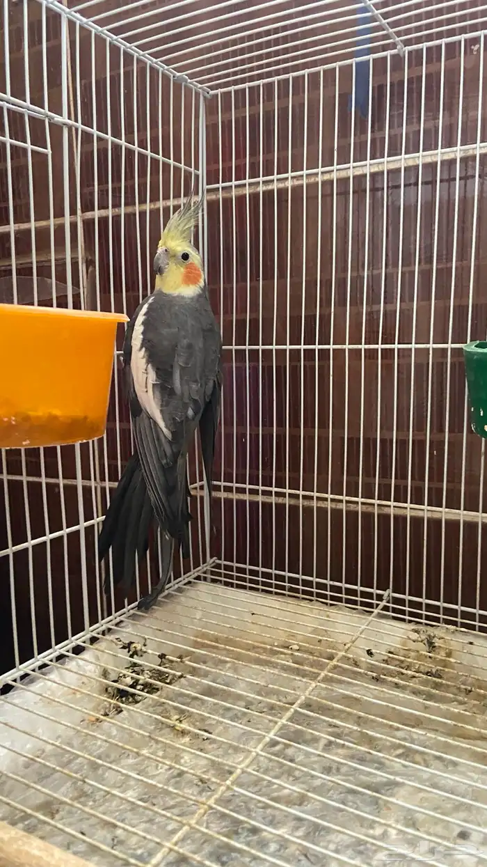 طير كروان ذكر 1