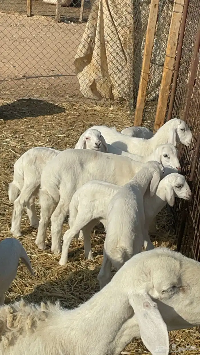 غنم حريات مراح 24