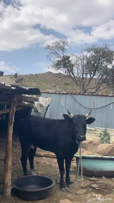 بقرة للبيع العمر سنتين و7 شهرر لقحه index