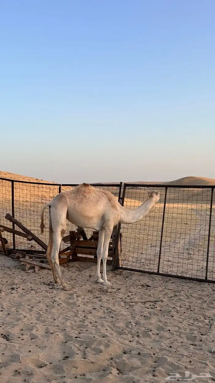 بكره حره 1