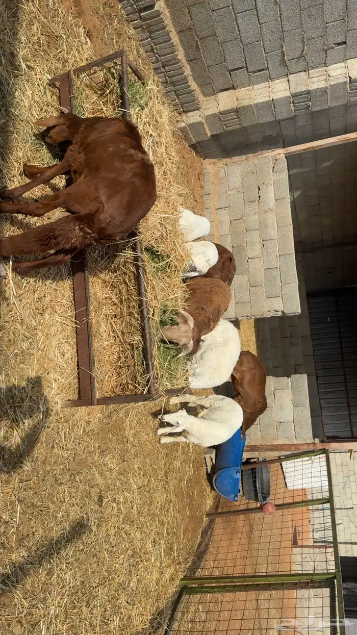 حريات 1