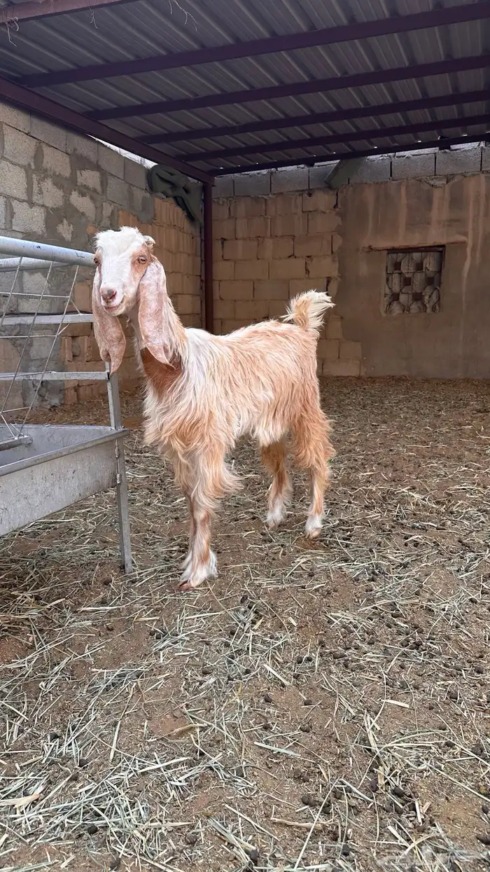 عناق طيبه العمر حول الخمس شهور 0