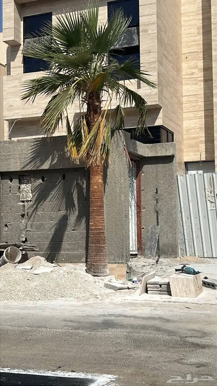 نخل واشنطوني 0