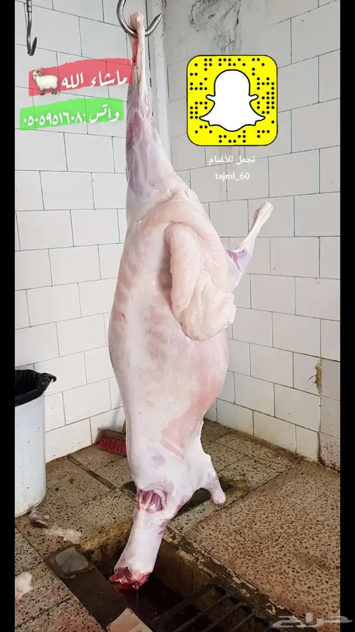 ذبائح للبيع 13