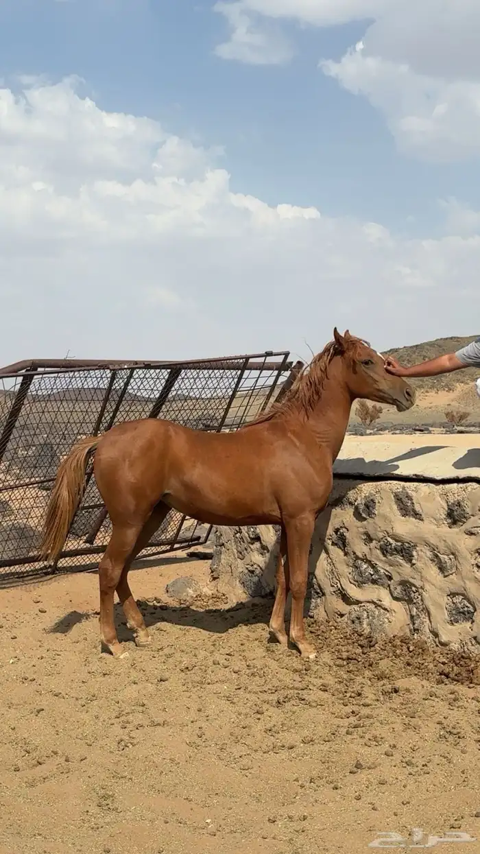 مهره شعبيه للبيع 0