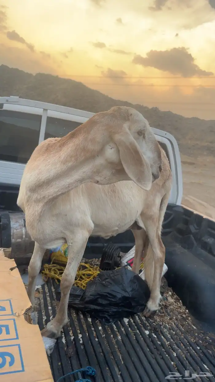 نعاجه سواكنيه 1