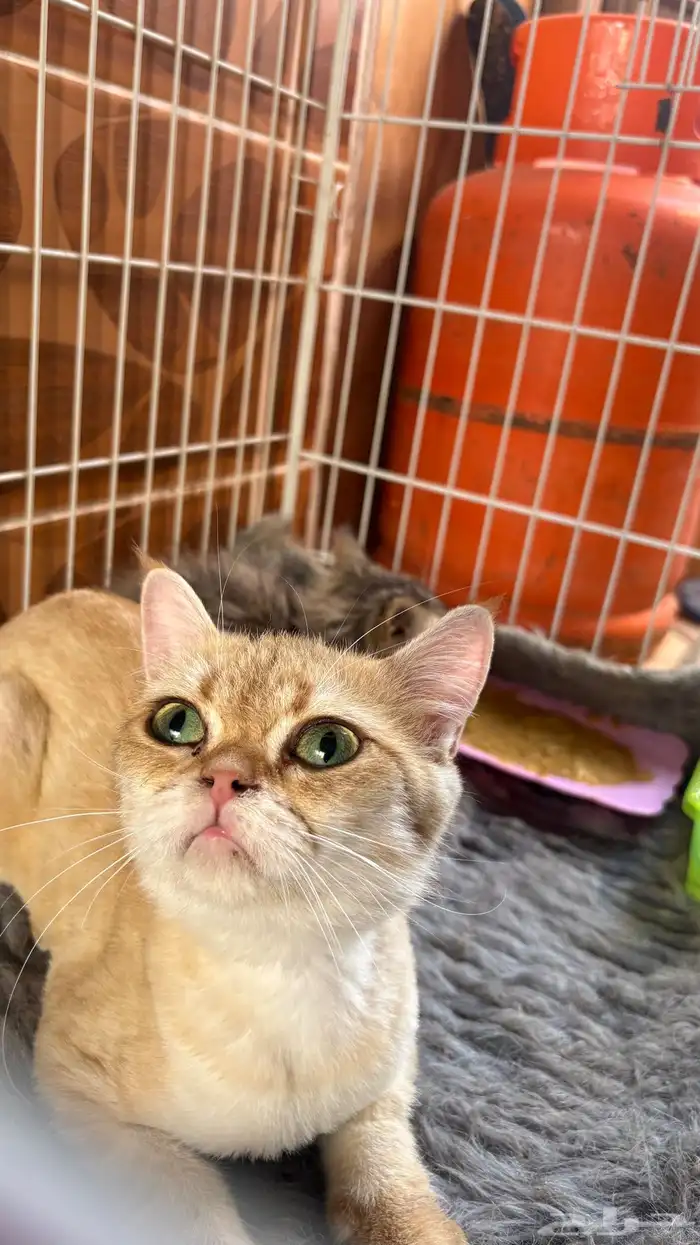 قطط سكوتش ..قطه شيرازي 0