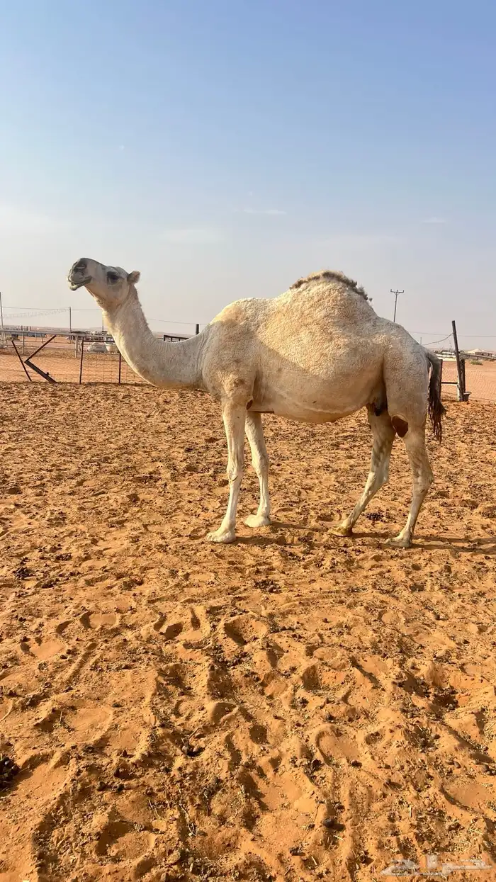 لقحه عونيه 0