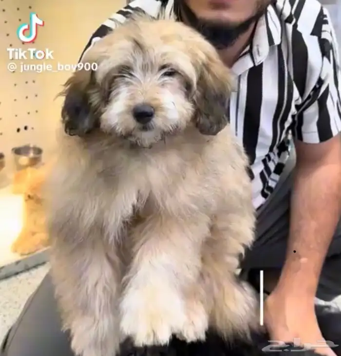 كلب مالتيز كلب شيتزو كلب بودل 2