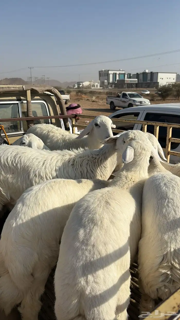خرفان ورخال كفو للبيع في سوق المنتشر 2