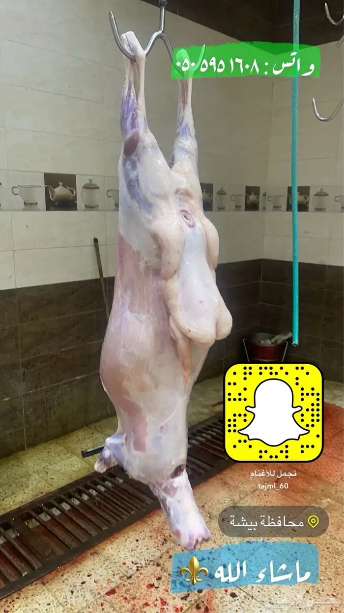 ذبائح للبيع 19
