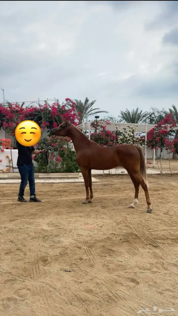 مهره مصرية بيور 2