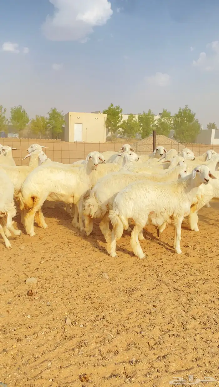 رخال حريات حرش 50 لهوات الزين خوات بعض( تم البيع ) 8