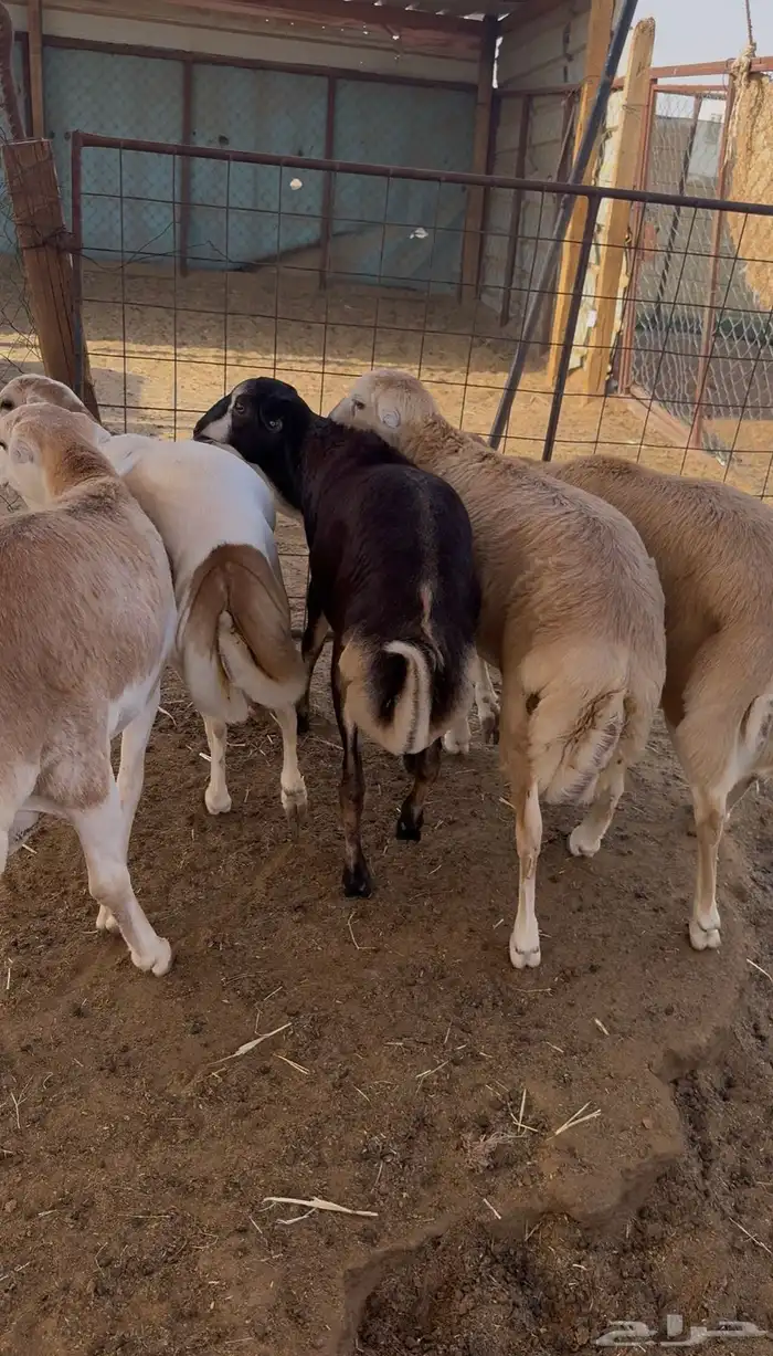 ذبايح رفيدي 6