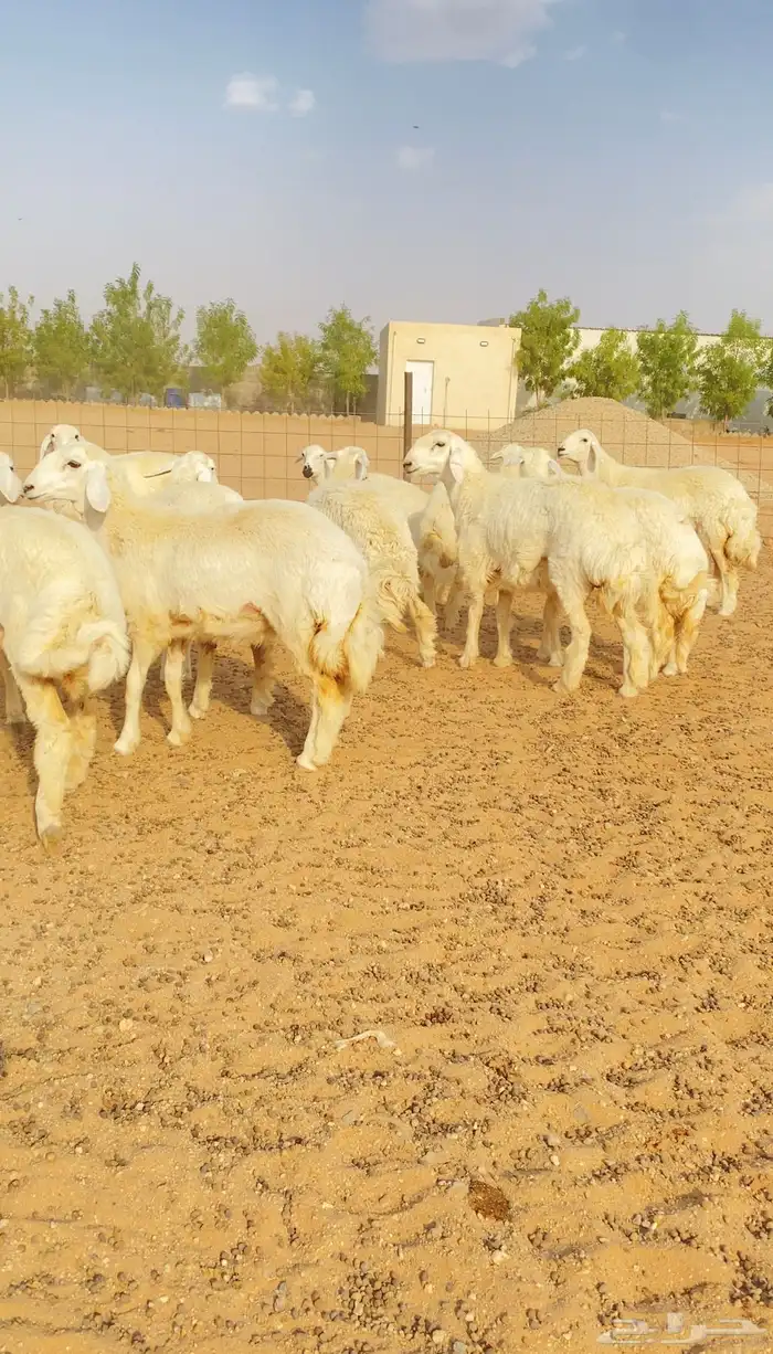 رخال حريات حرش 50 لهوات الزين خوات بعض( تم البيع ) 1