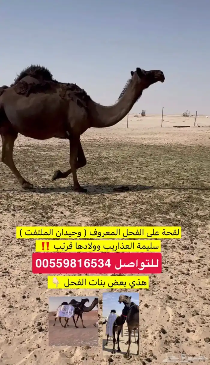 متلي ولادها قريب سلم على جميع الشروط مجهم 0