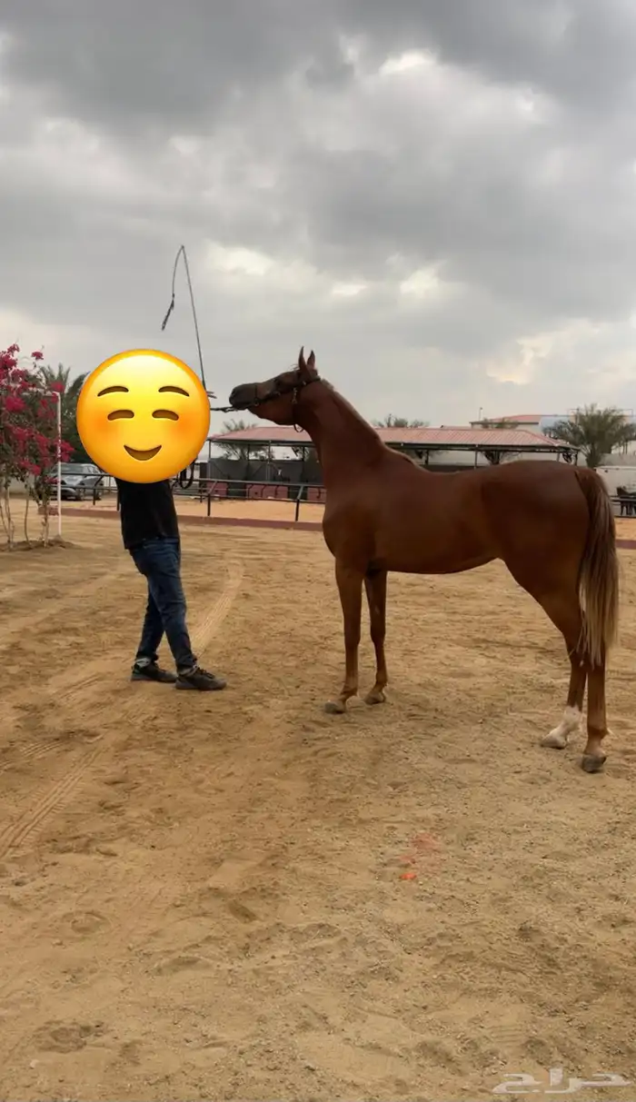 مهره مصرية بيور 4