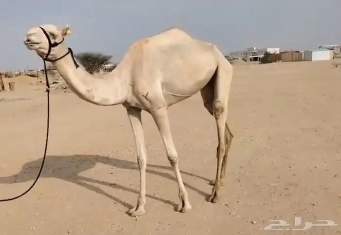 هجن 0