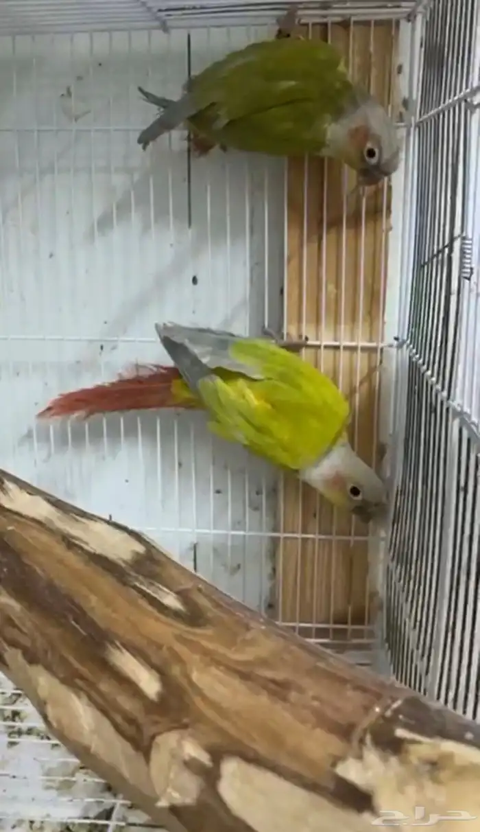 أزواج كنيور متنوعه ومنتجة ومميزة(مفرد-جملة) 10