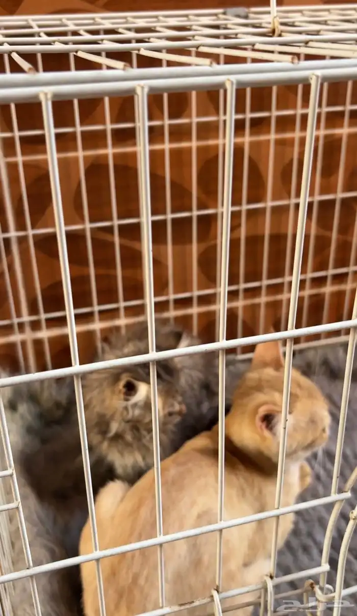 قطط سكوتش ..قطه شيرازي 4