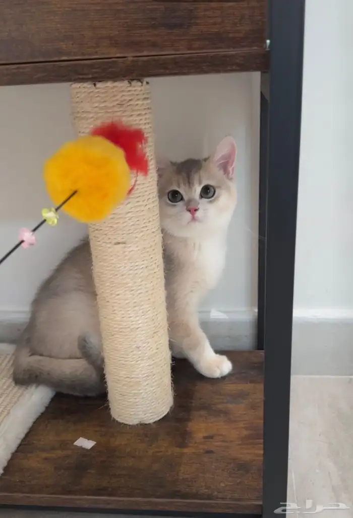 عرض للتجار المهتمين بالإنتاج ذكر وانثى مسجلين مستوى عالي 3