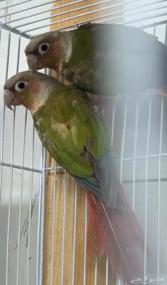 أزواج كنيور متنوعه ومنتجة ومميزة(مفرد-جملة) 9