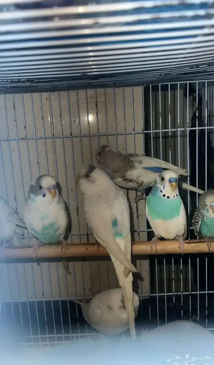 طيور الحب بادجي انتاج تواصل معي واتساب 1