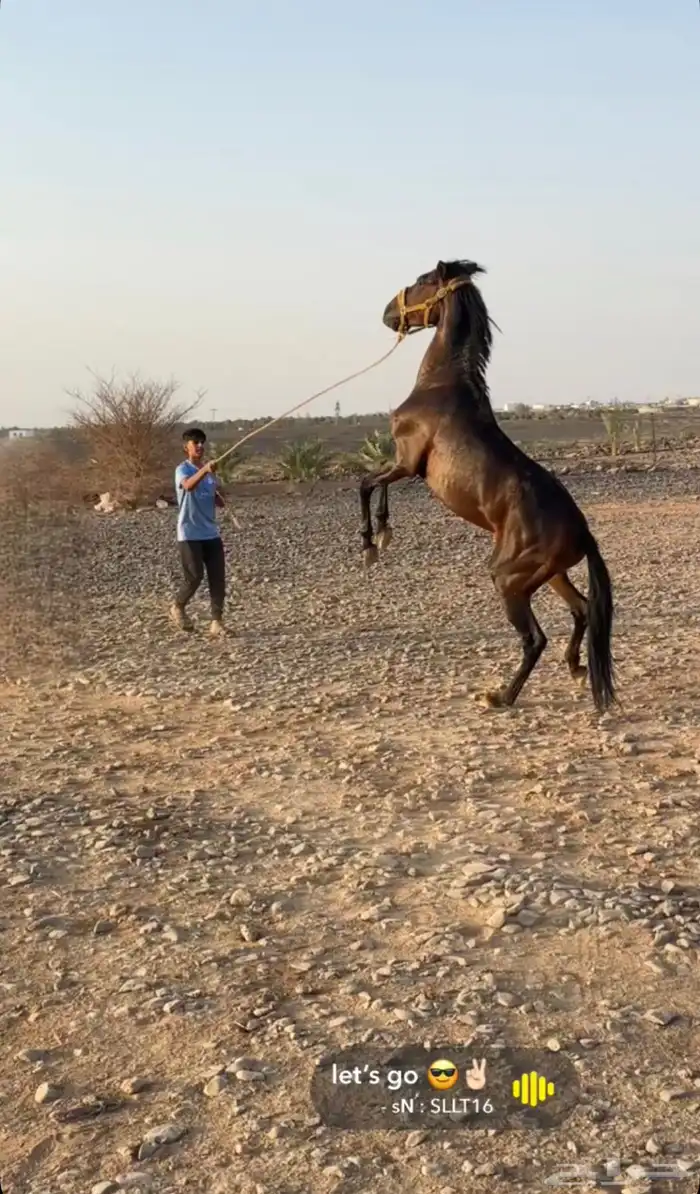 مهر انقليزي 0