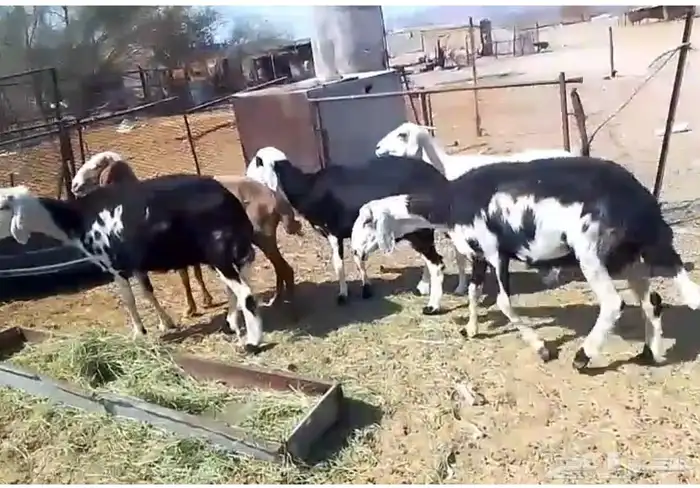 5 نعاج للبيع 4